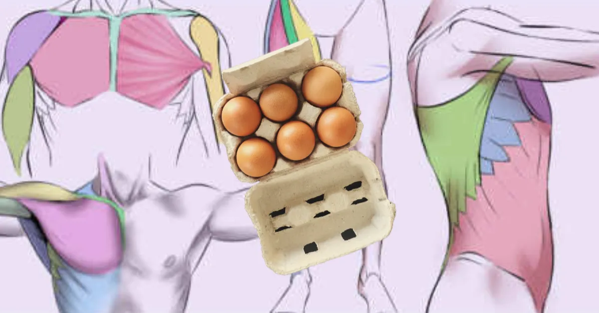 Dit gebeurt er met je lichaam wanneer je 2 eieren per dag zou eten