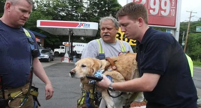 Blindengeleidehond gooit zichzelf voor een bus om zijn blinde baasje te beschermen