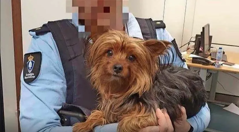 Passagier dumpt hond in prullenbak op Schiphol
