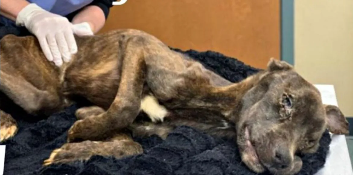 Vrouw die haar hond bijna liet sterven van de honger krijgt maximale celstraf