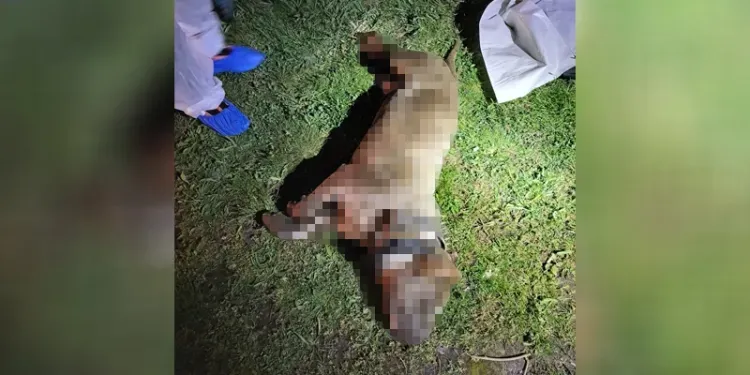 Gewurgde hond gedumpt in het kanaal gevonden