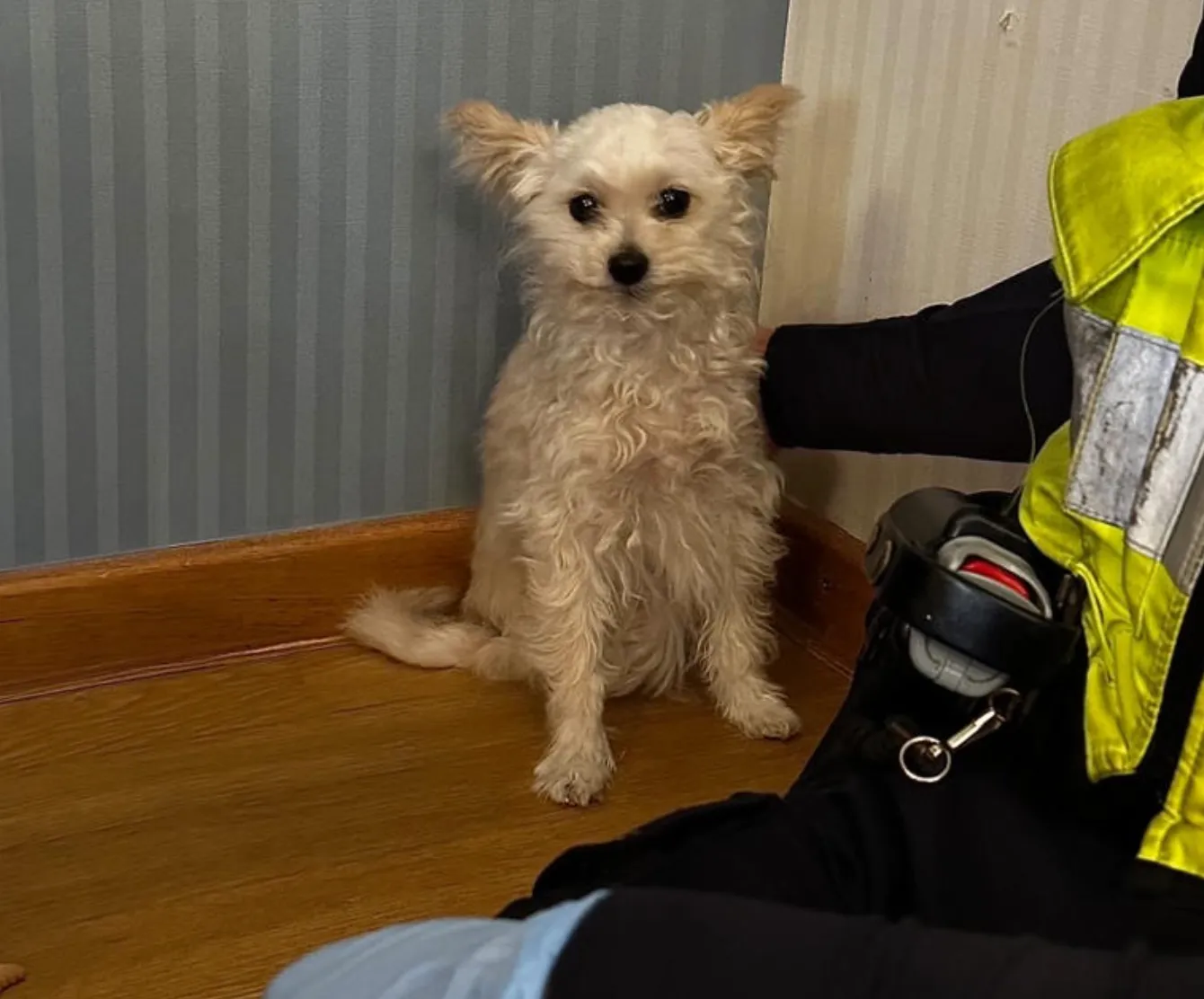 Politie redt verwaarloosde hond die dagenlang doorbracht in hotelkamer