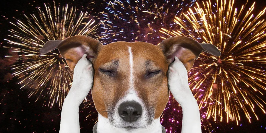Dit is hoe je de angst van je hond voor vuurwerk het beste kunt oplossen