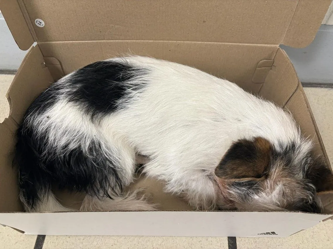 Baasje gooit puppy uit flat naar beneden: “Hij hoefde het hondje niet meer”