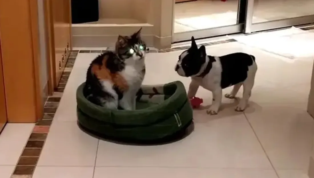 Kat probeerde het bed van deze kleine puppy te stelen, maar kijk naar de onbetaalbare reactie van de puppy