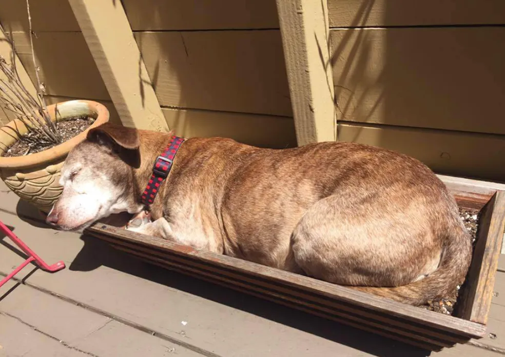 Na 11 jaren rondgezworven hebben op de straten is deze hond eindelijk geadopteerd