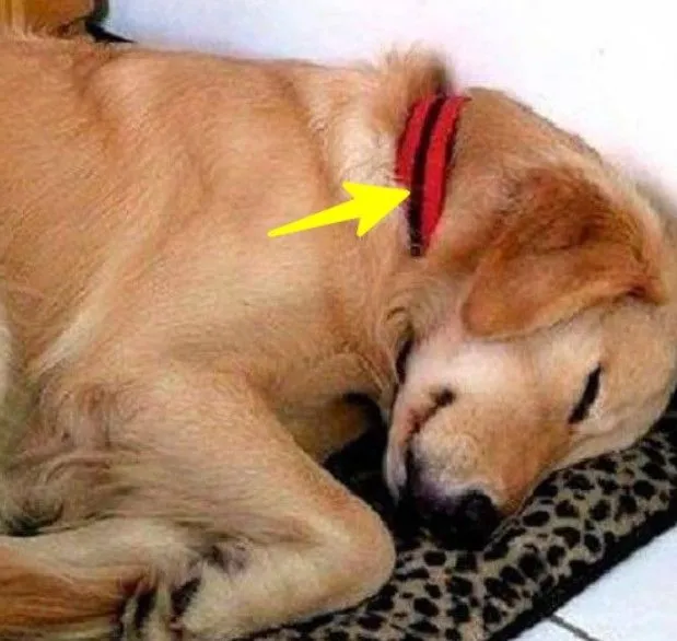 Hond komt steeds bij het huis van een vrouw en slaapt daar, op een dag zat dit briefje aan zijn halsband vastgemaakt