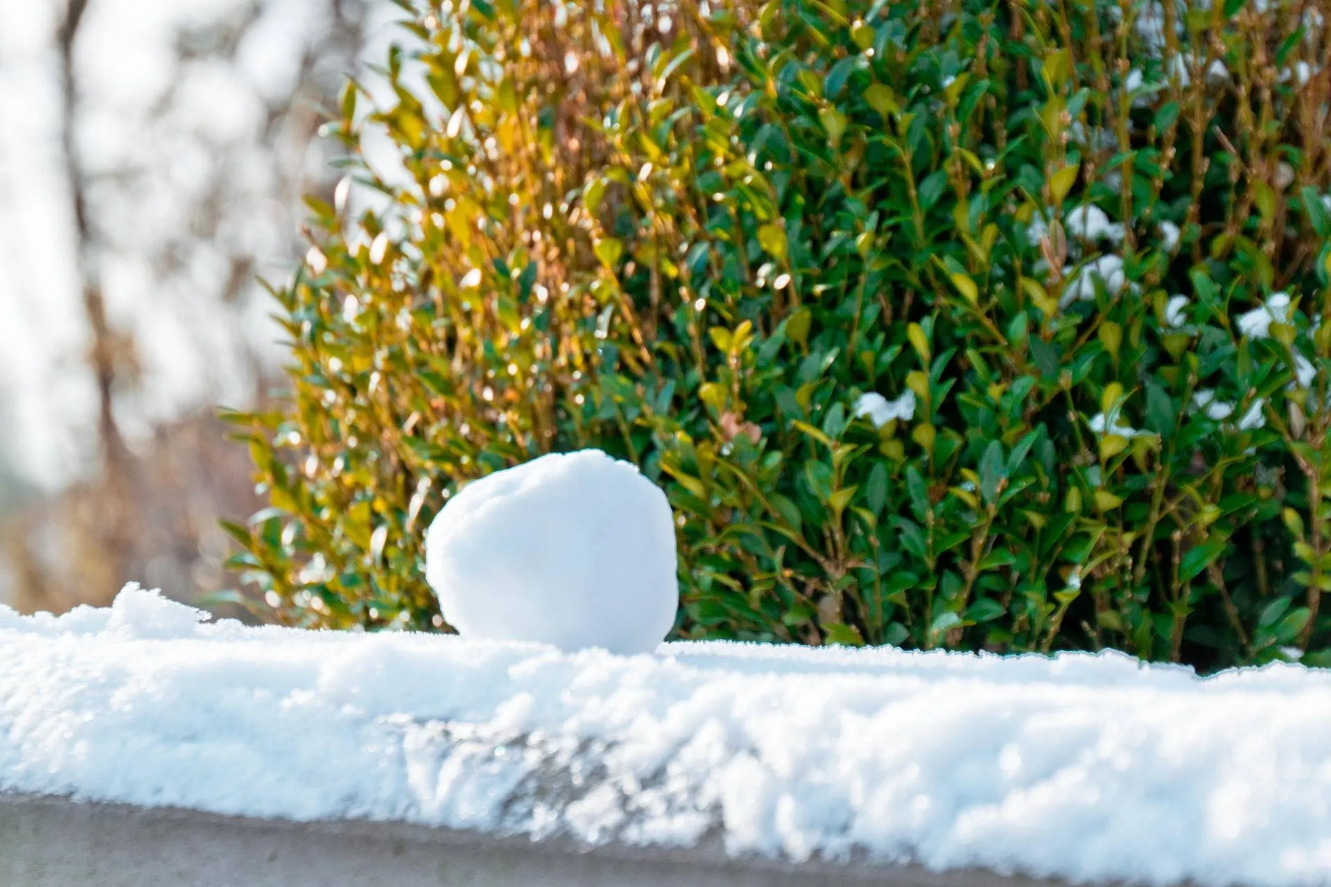 sneeuwbal