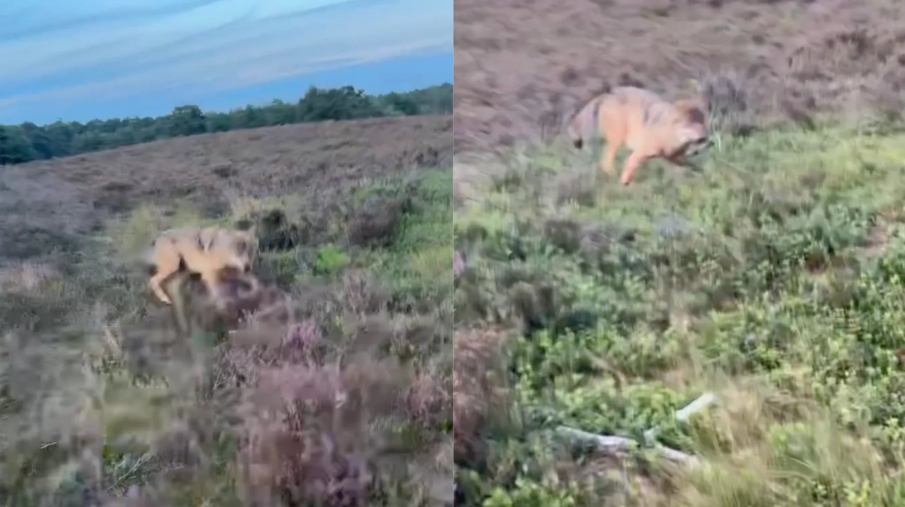 Beruchte wolf slaat weer toe: dit keer is een man het slachtoffer!