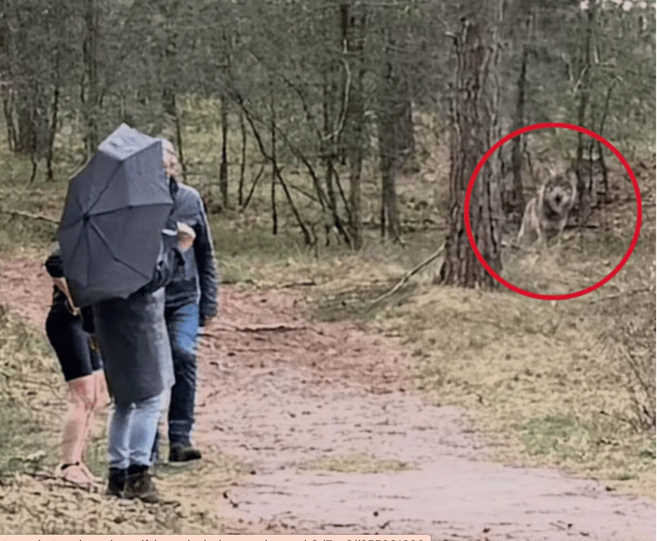 Verschrikkelijk: Wolf grijpt een 5-jarig meisje en sleurt haar mee