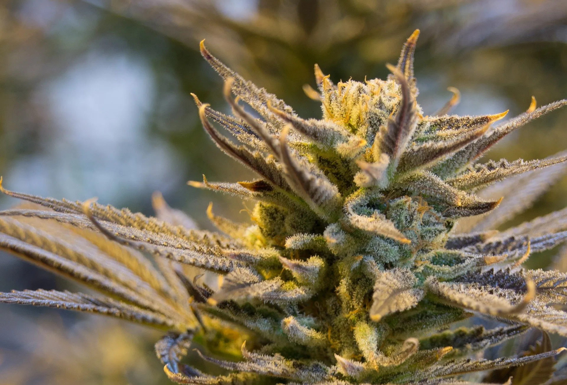 cannabis 2152602 1920