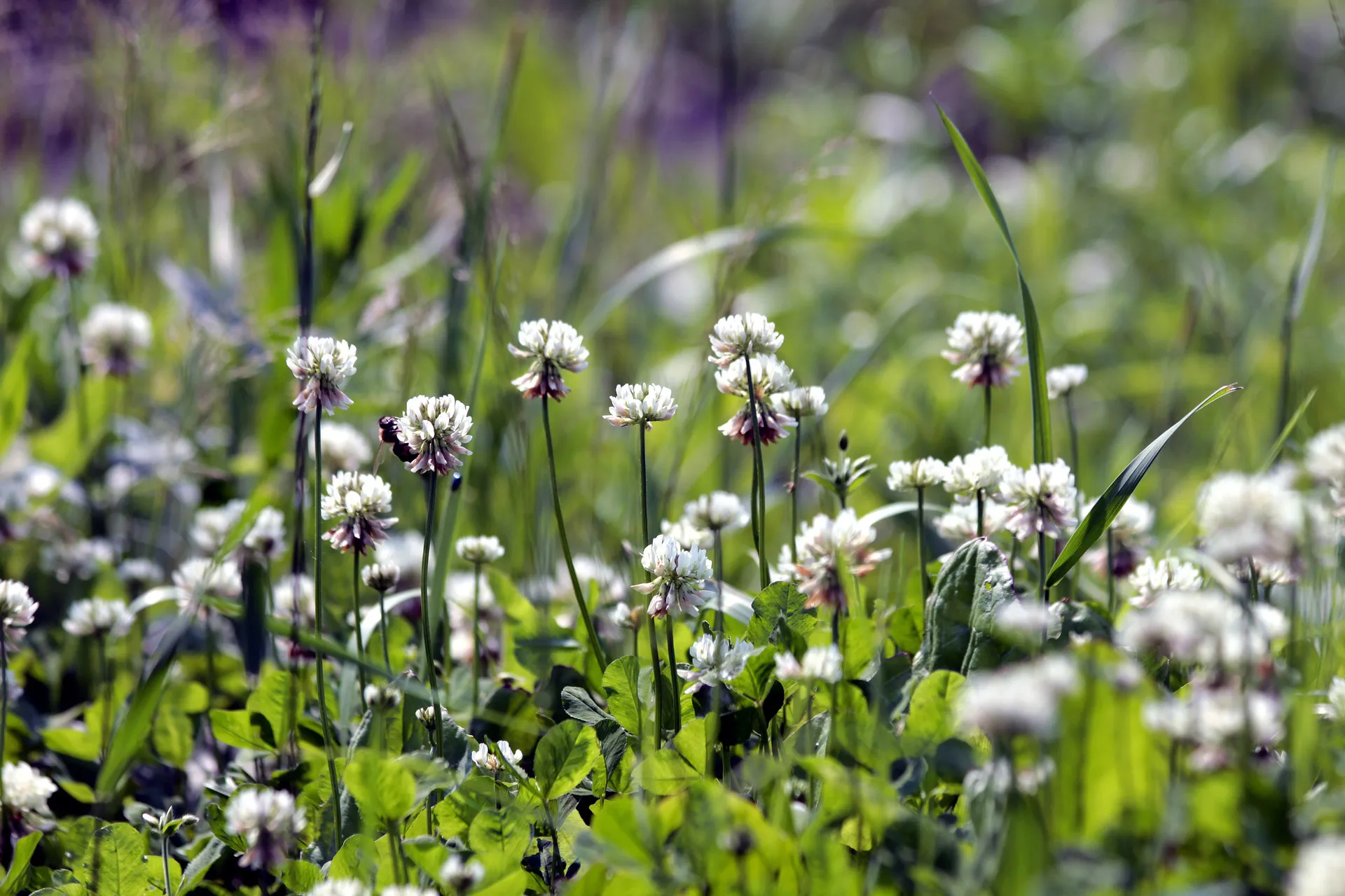 clover 3676422 1920 witte klaver pixabay