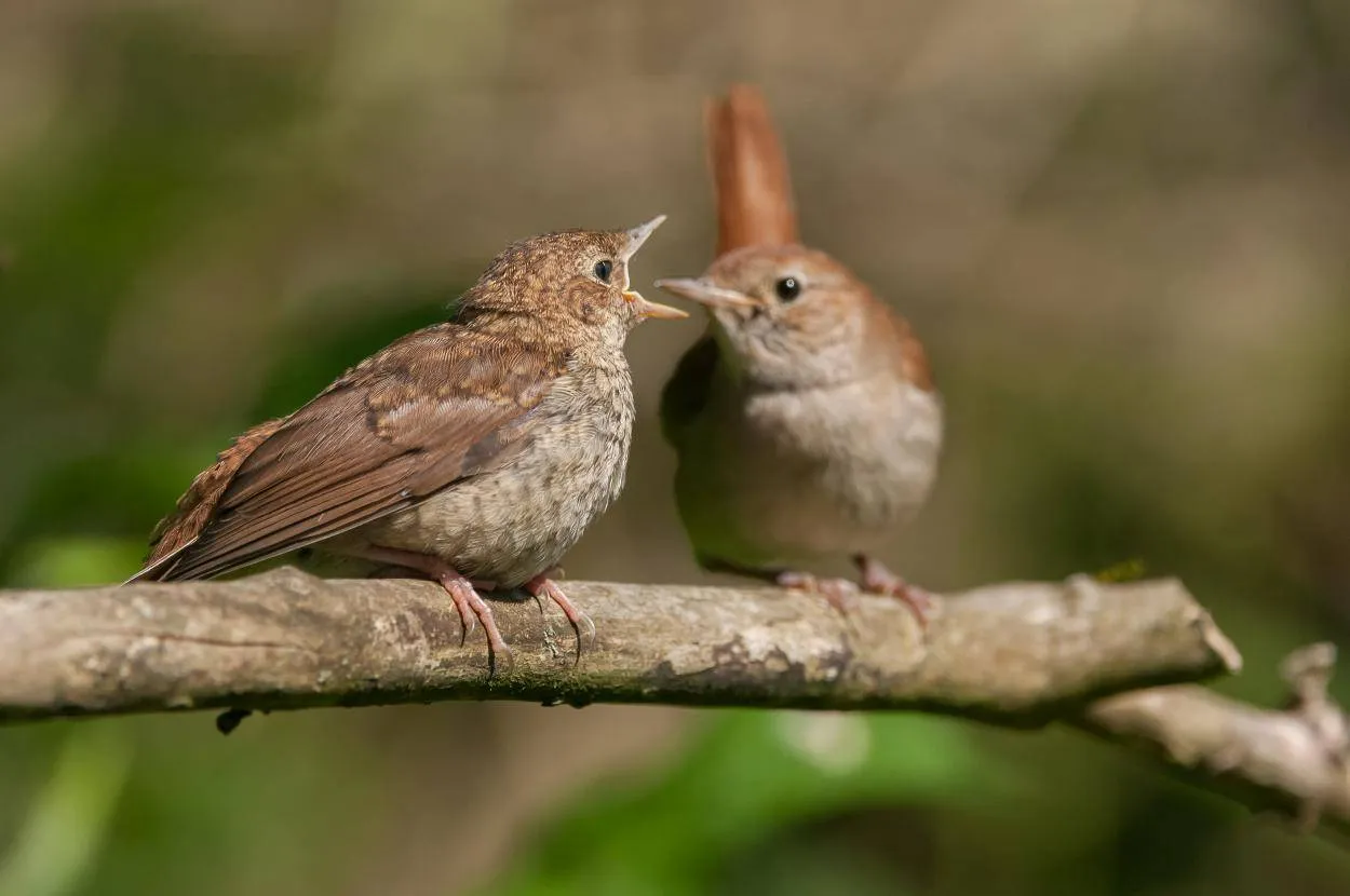 nachtegaal met jong-klein