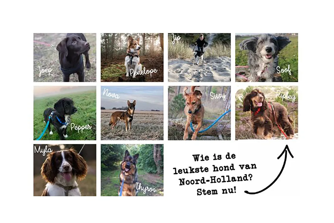 honden pwn