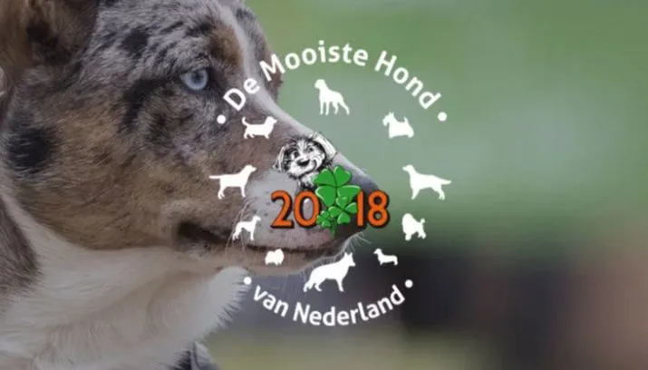 mooiste hond