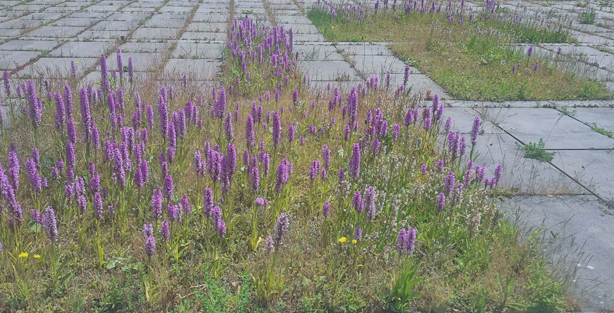 blog 7 juni orchideeenop een parkeer dak