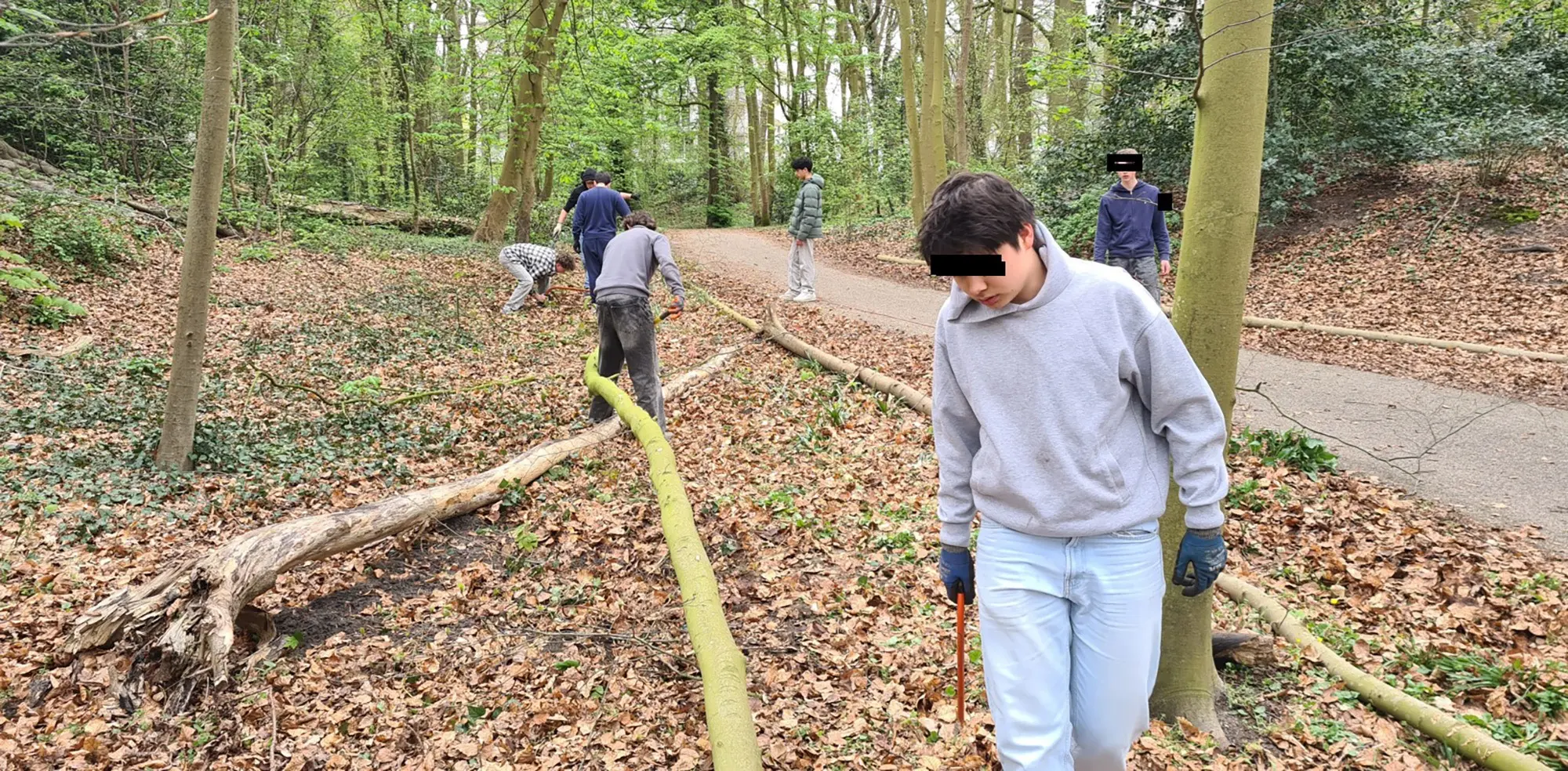 blog28 juni 30 m hoge esdoorn zaailingen  verwidjeren