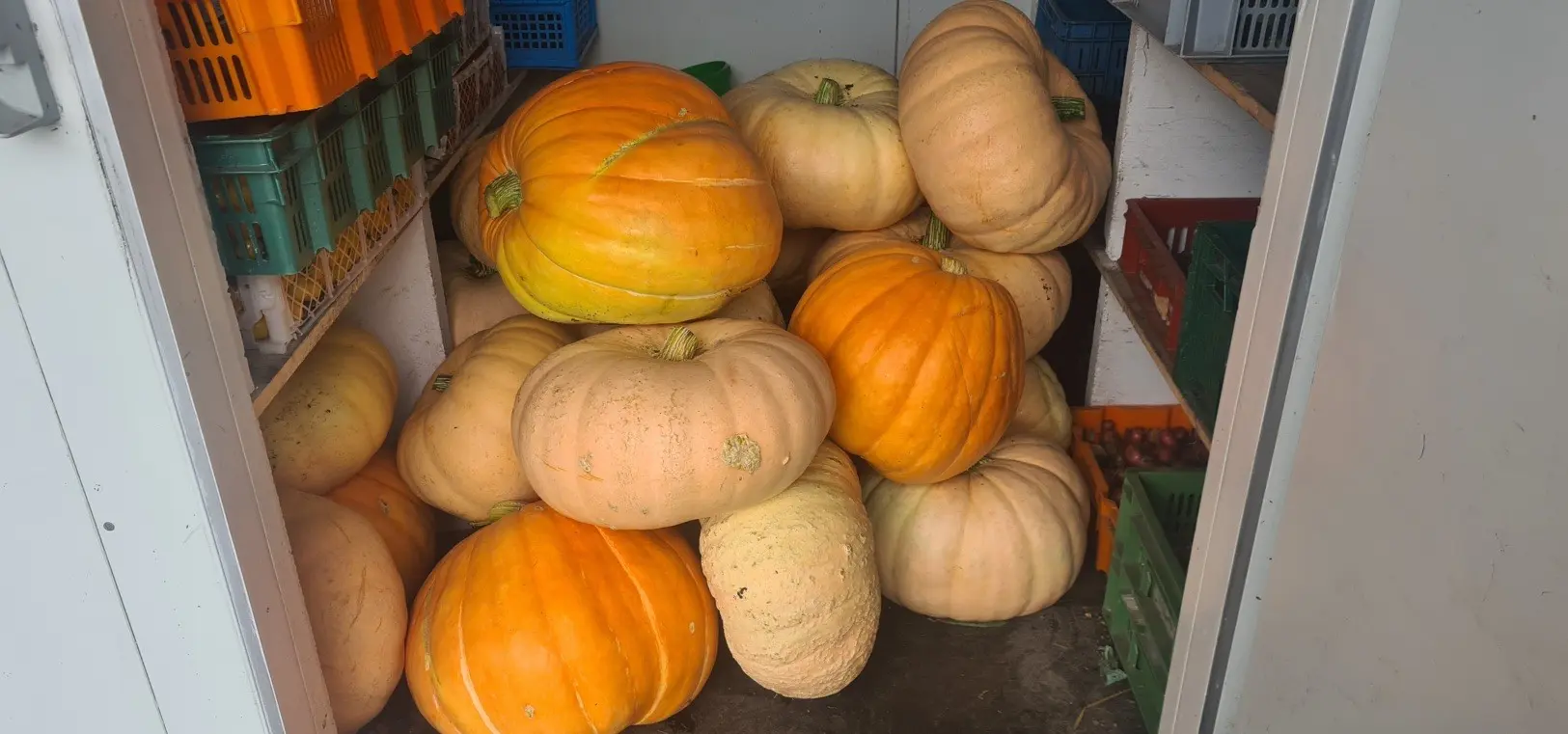 blog 16 augustus 900 kg pompoenen