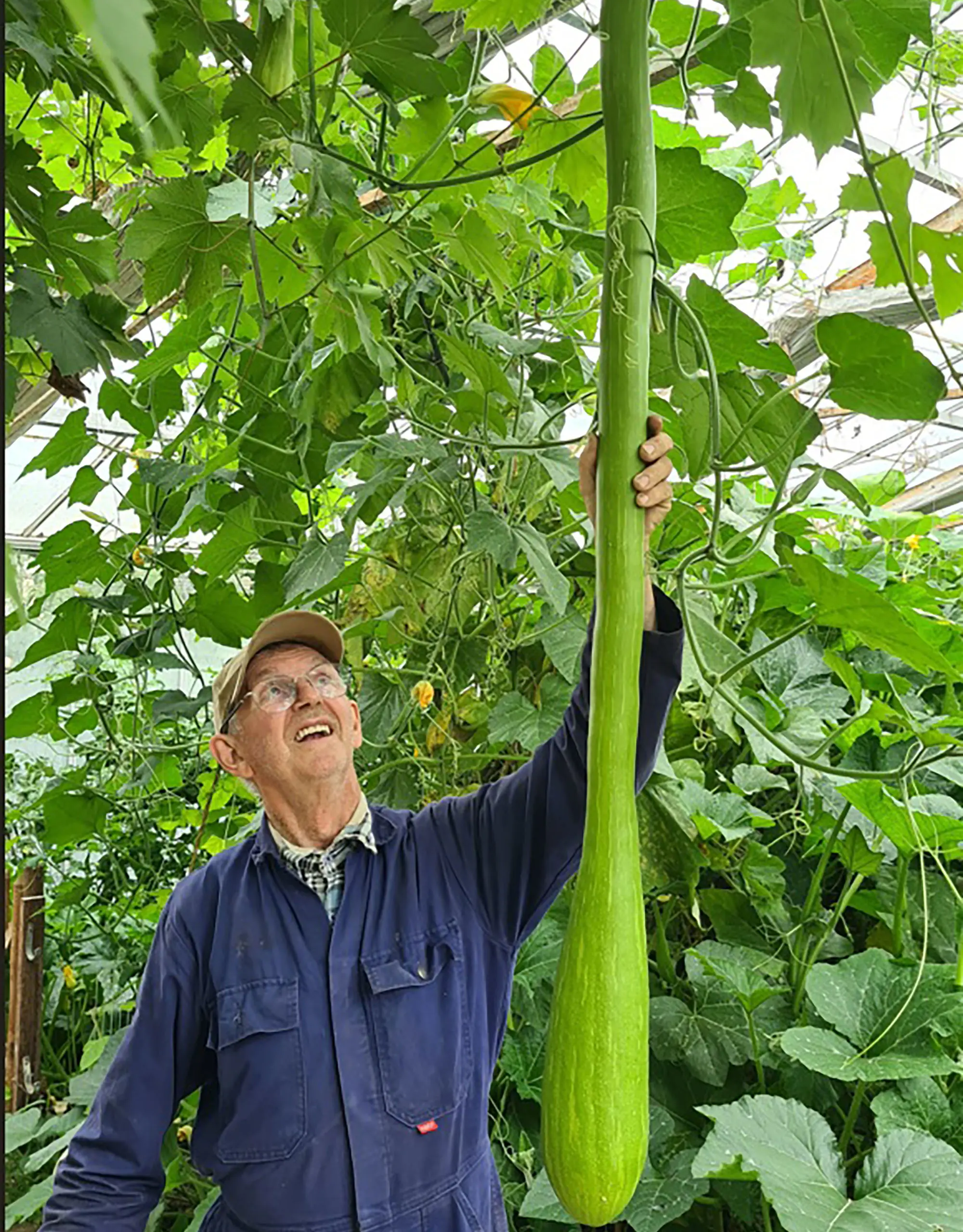 blog2 augustus wie wil er een stkje courgette