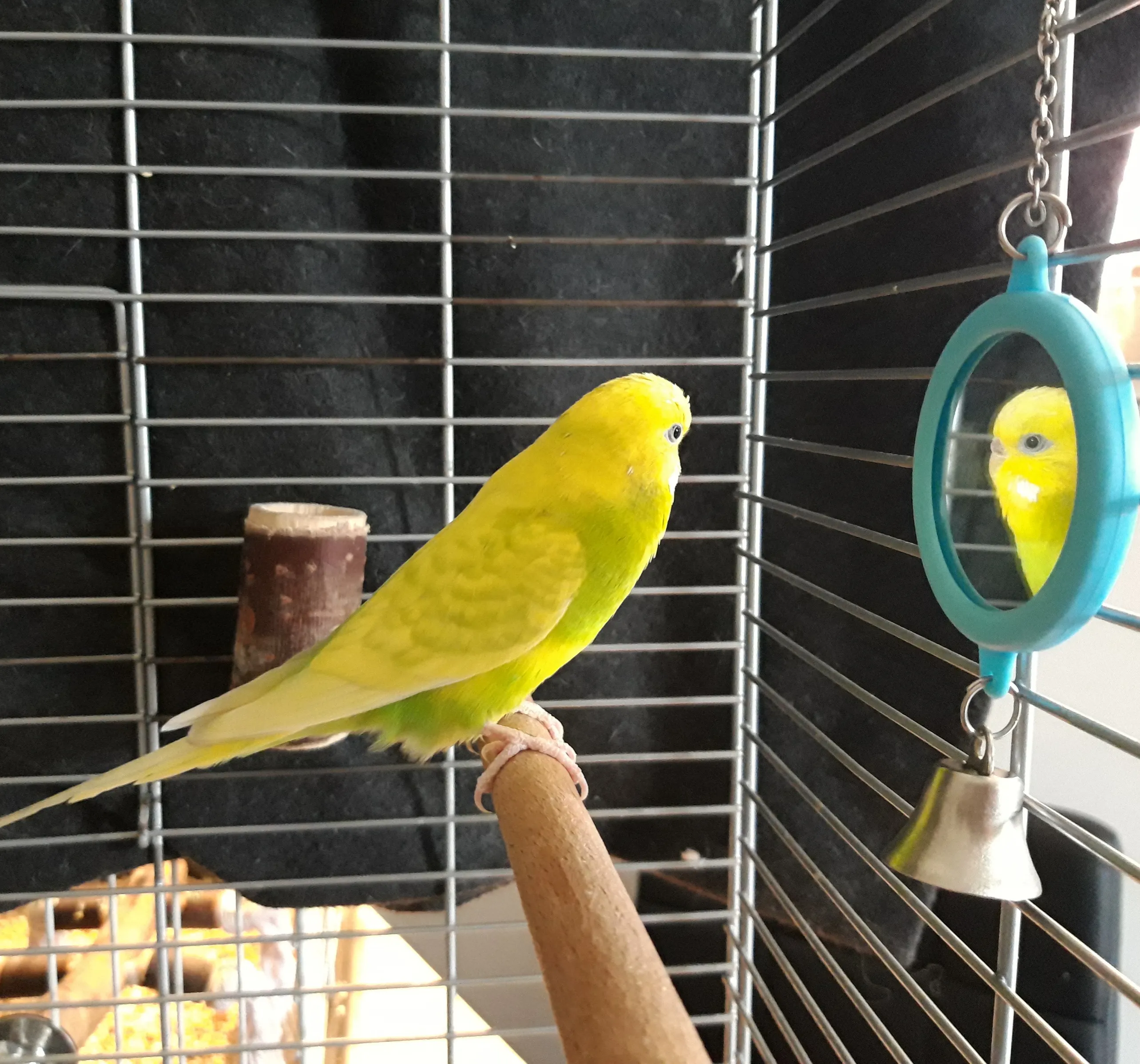 tweety13 1
