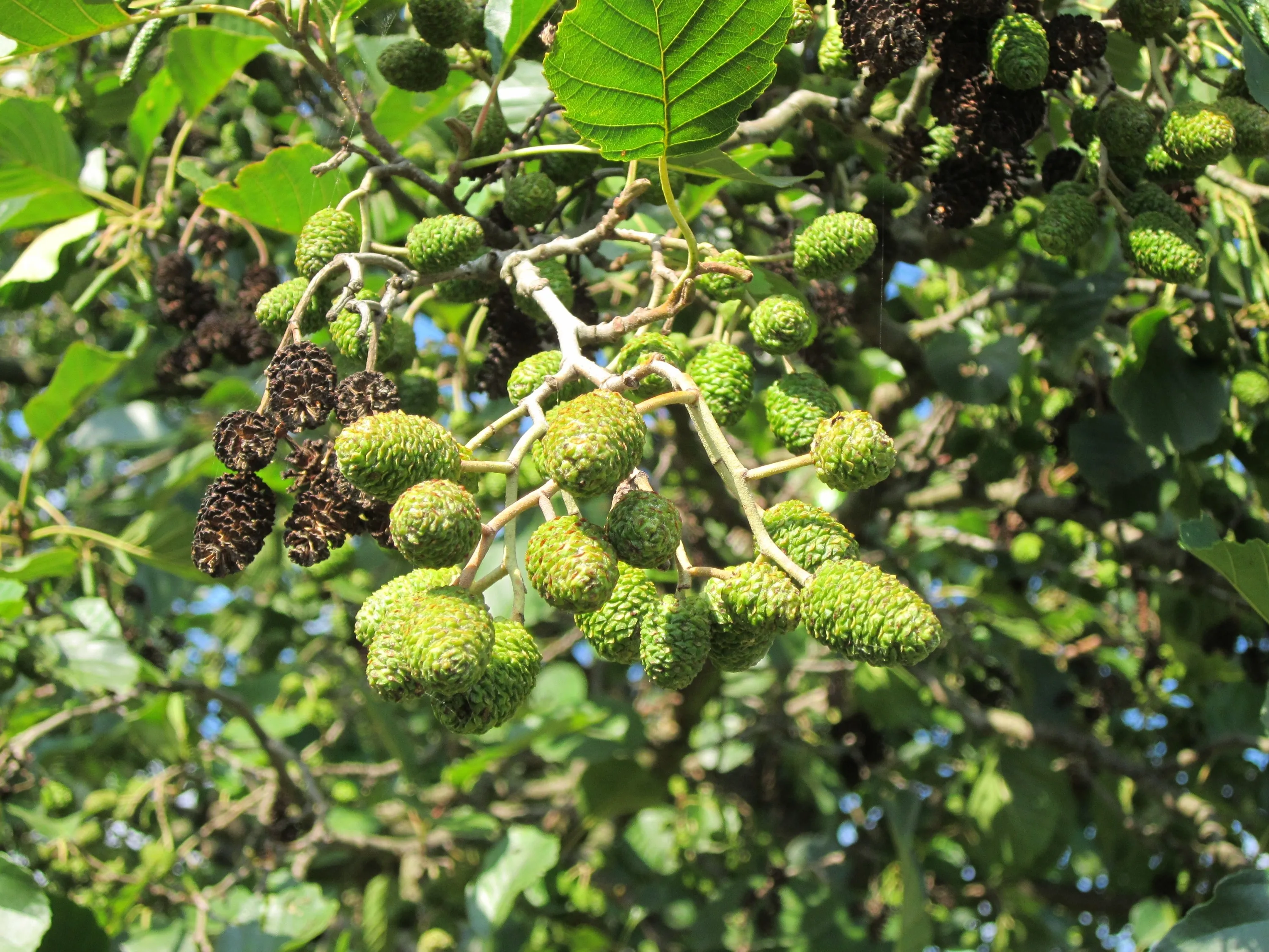 alnus glutinosa 844513