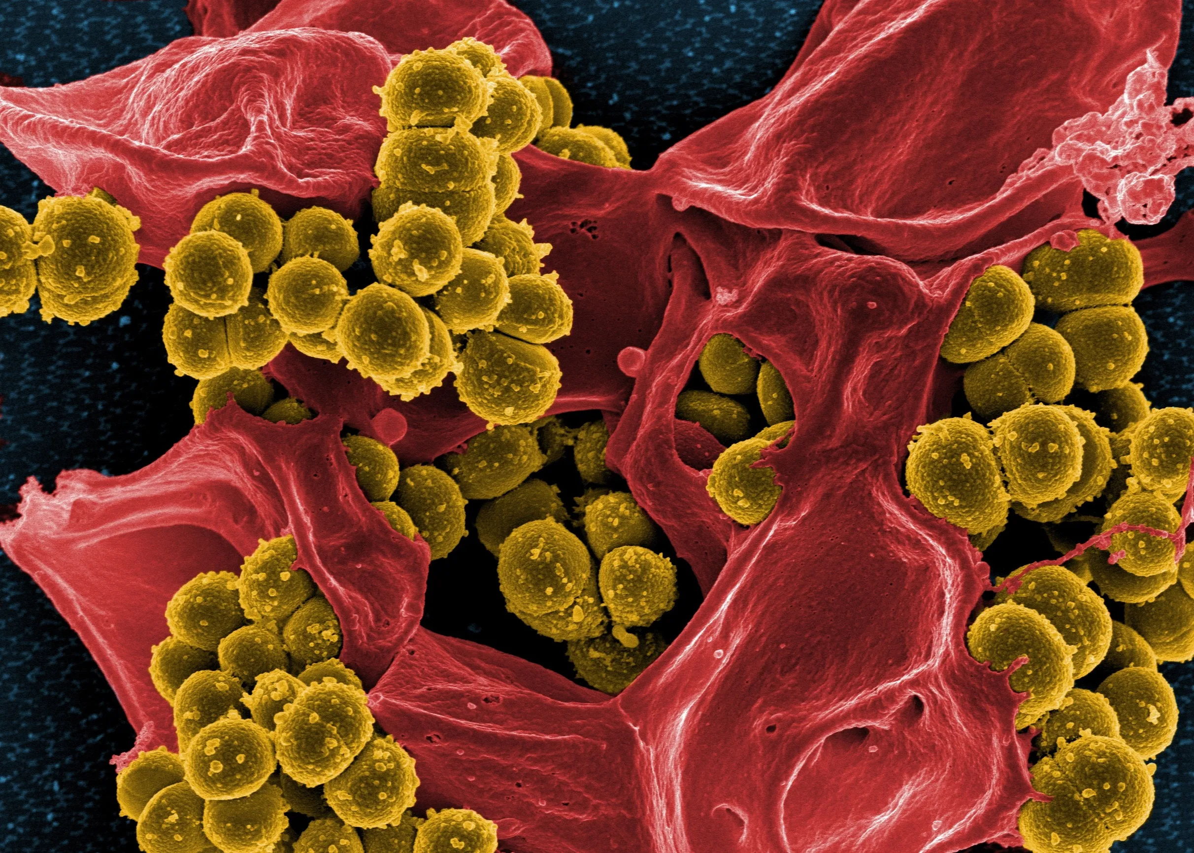 bacteria 808158