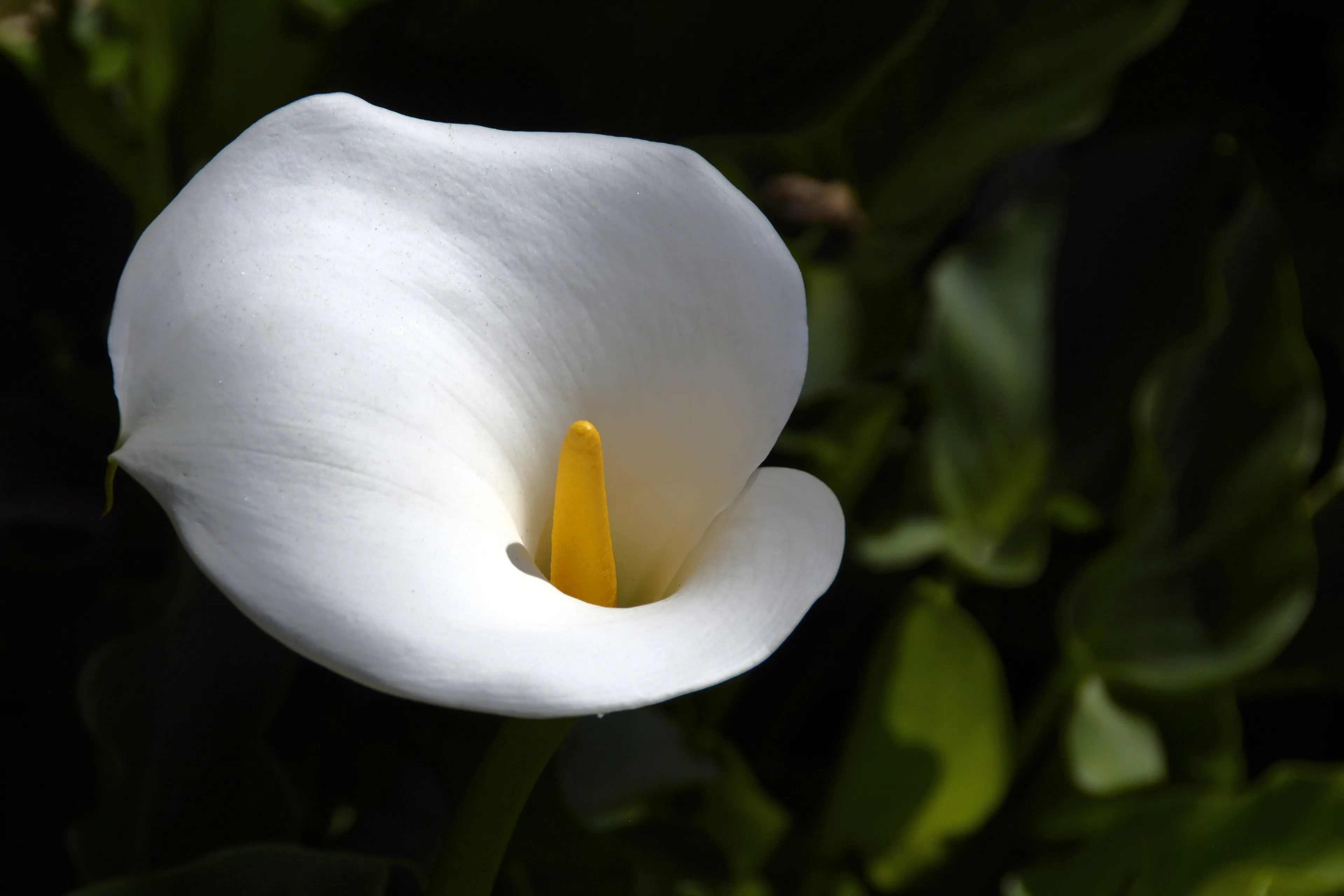 calla 1418653