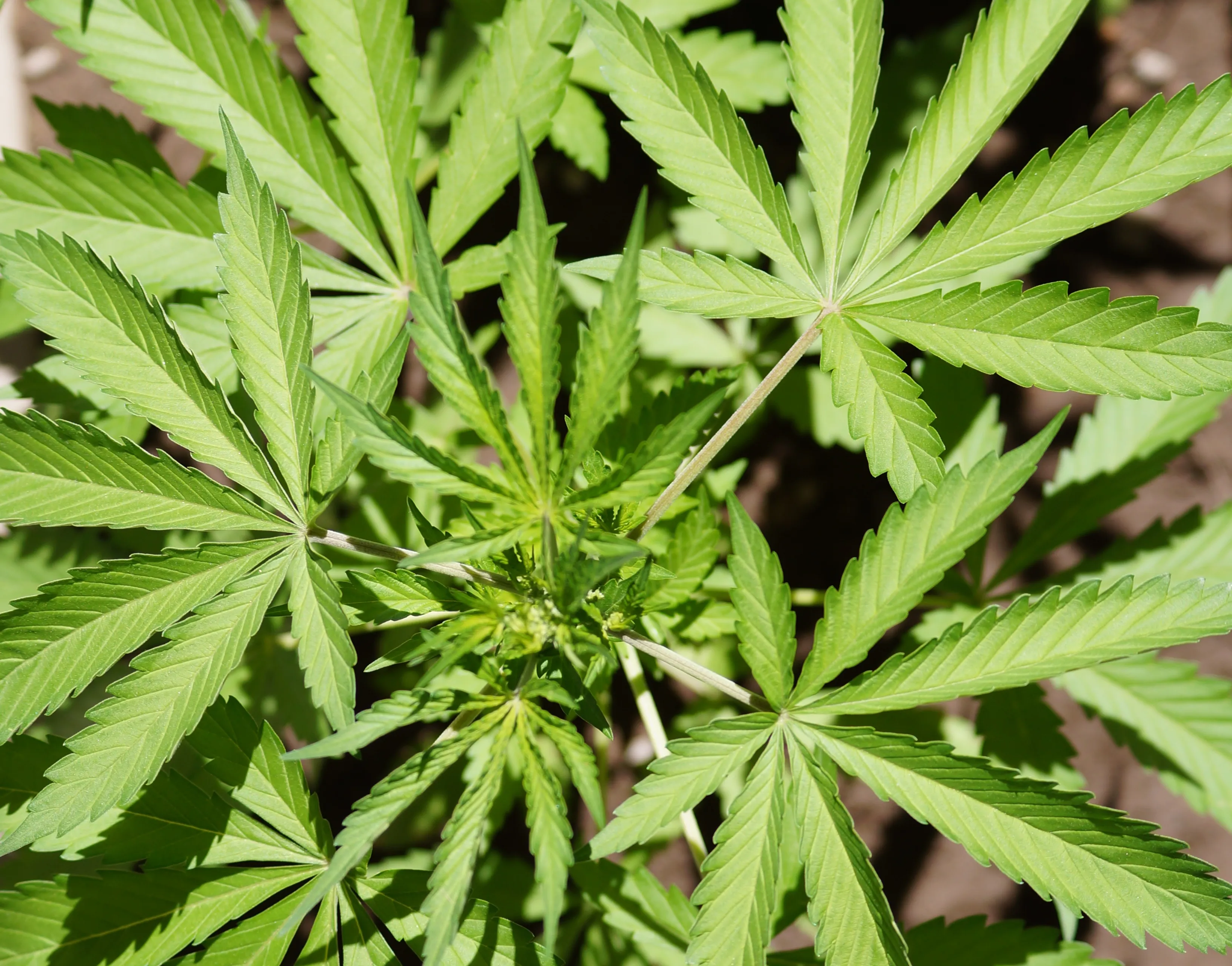 cannabis 956549