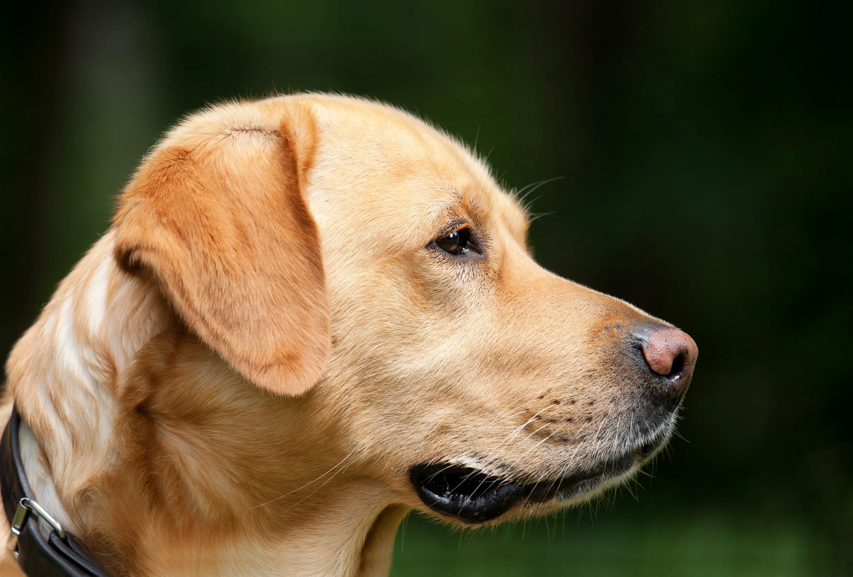 dog 1194083