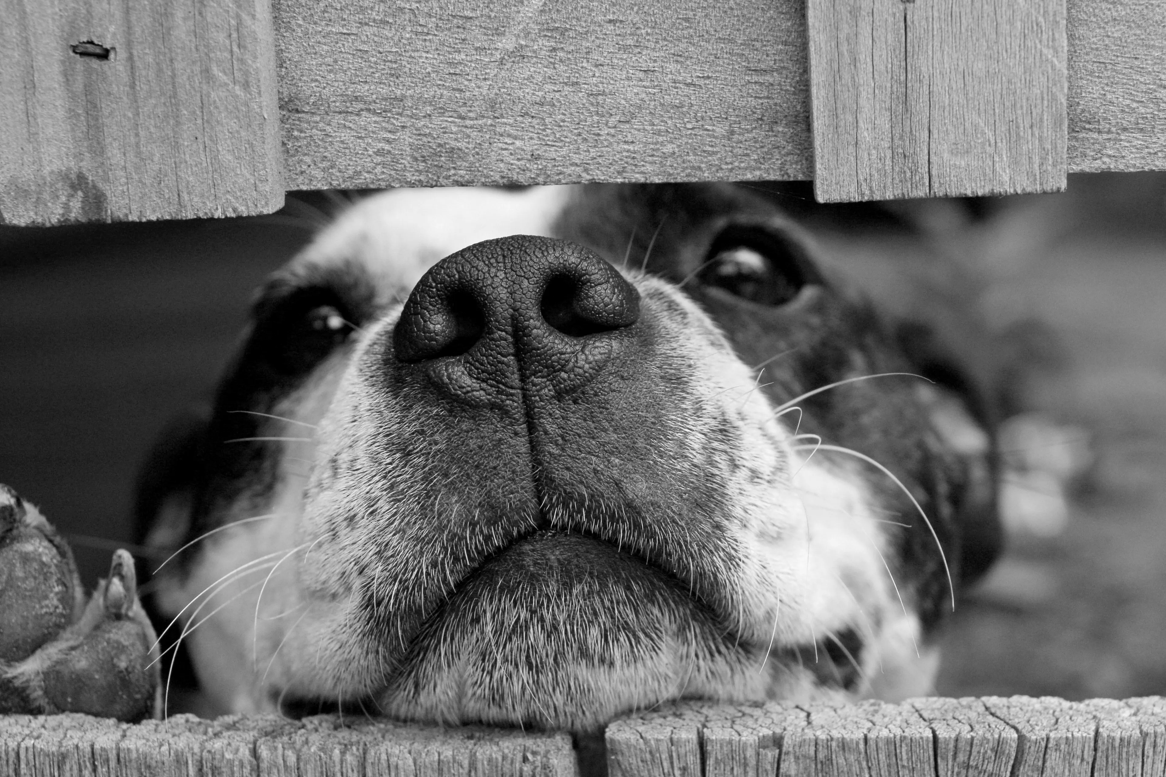 dog 715545