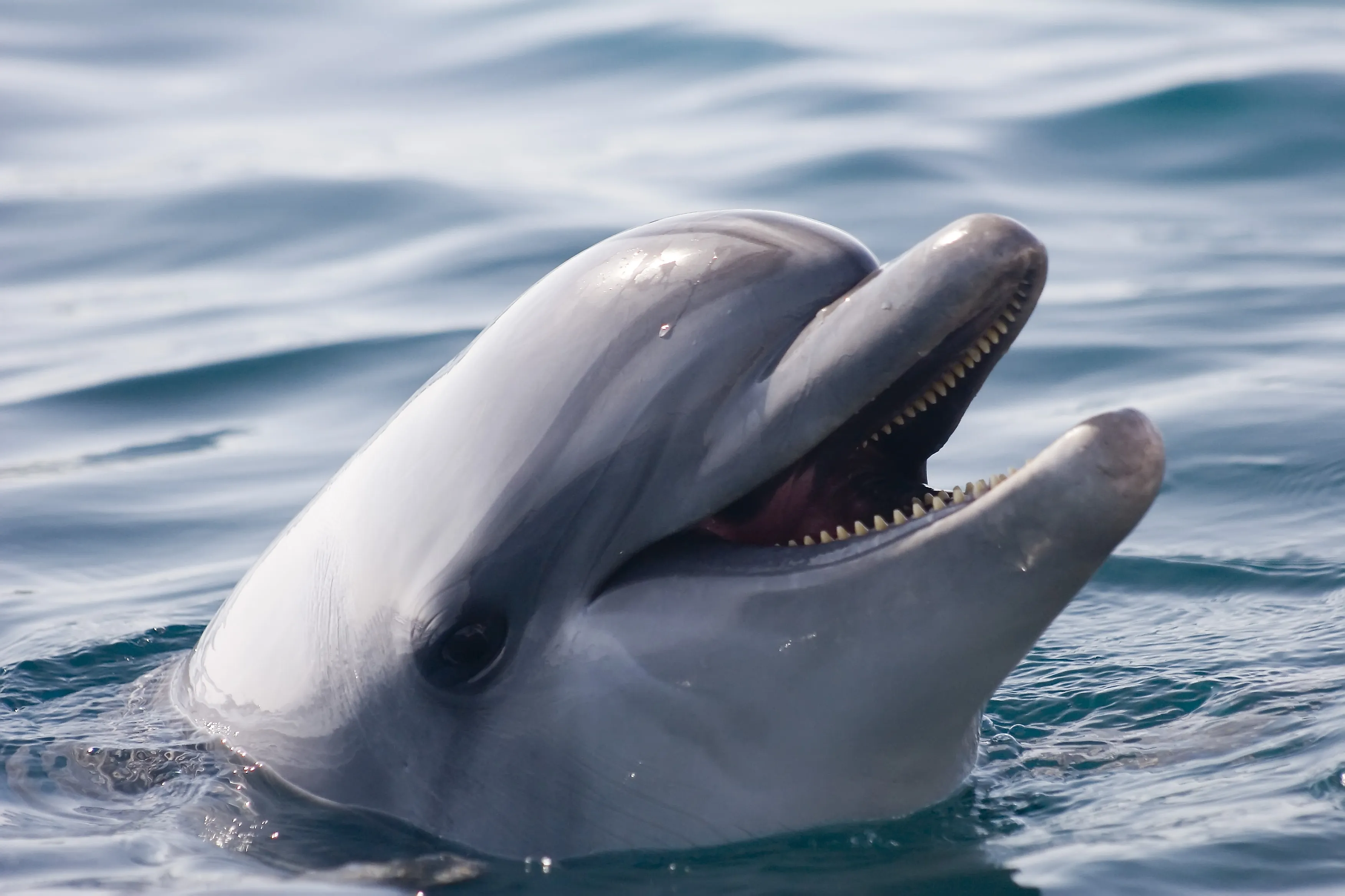 dolphin 1019615
