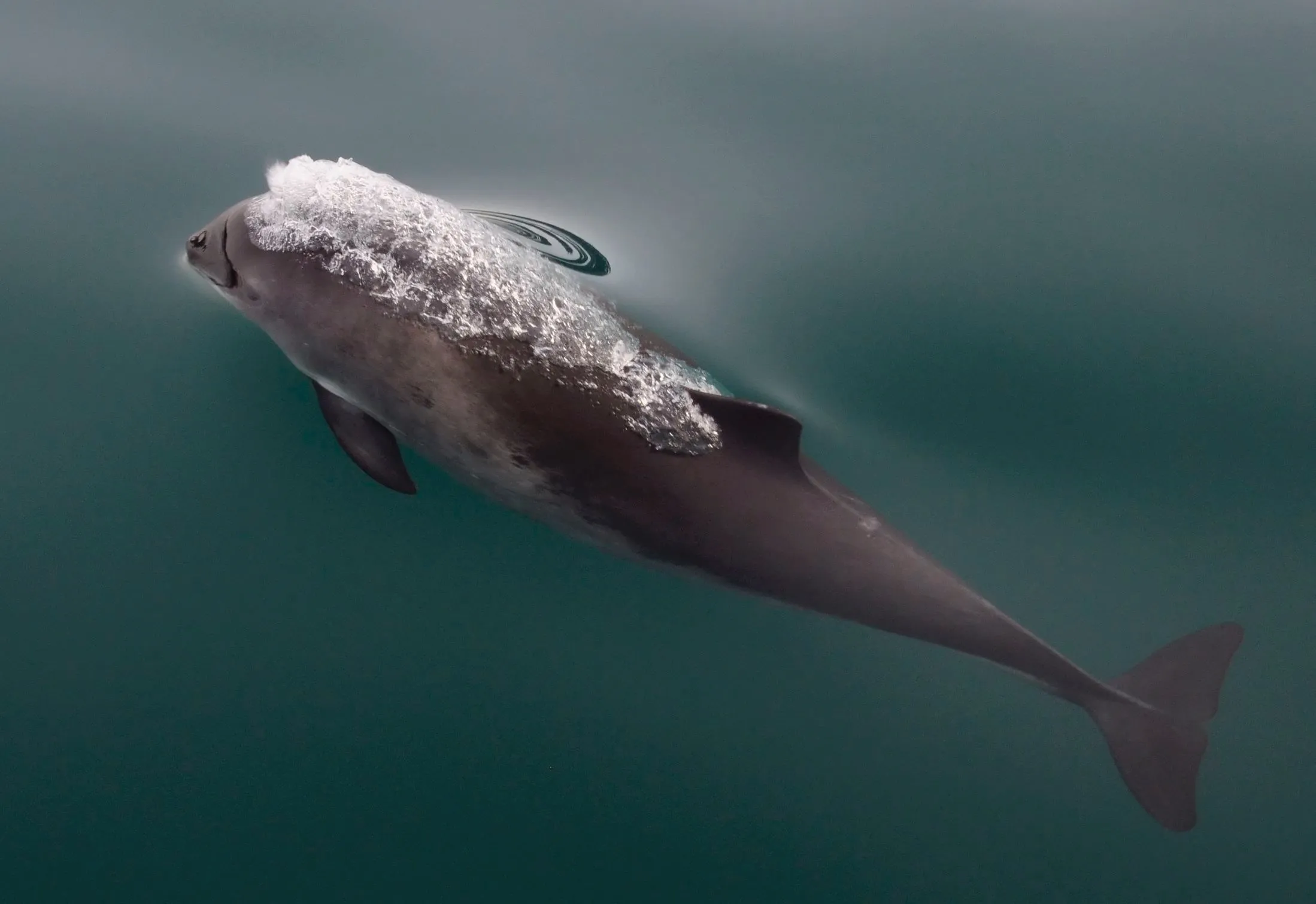 harbor porpoise 7525911