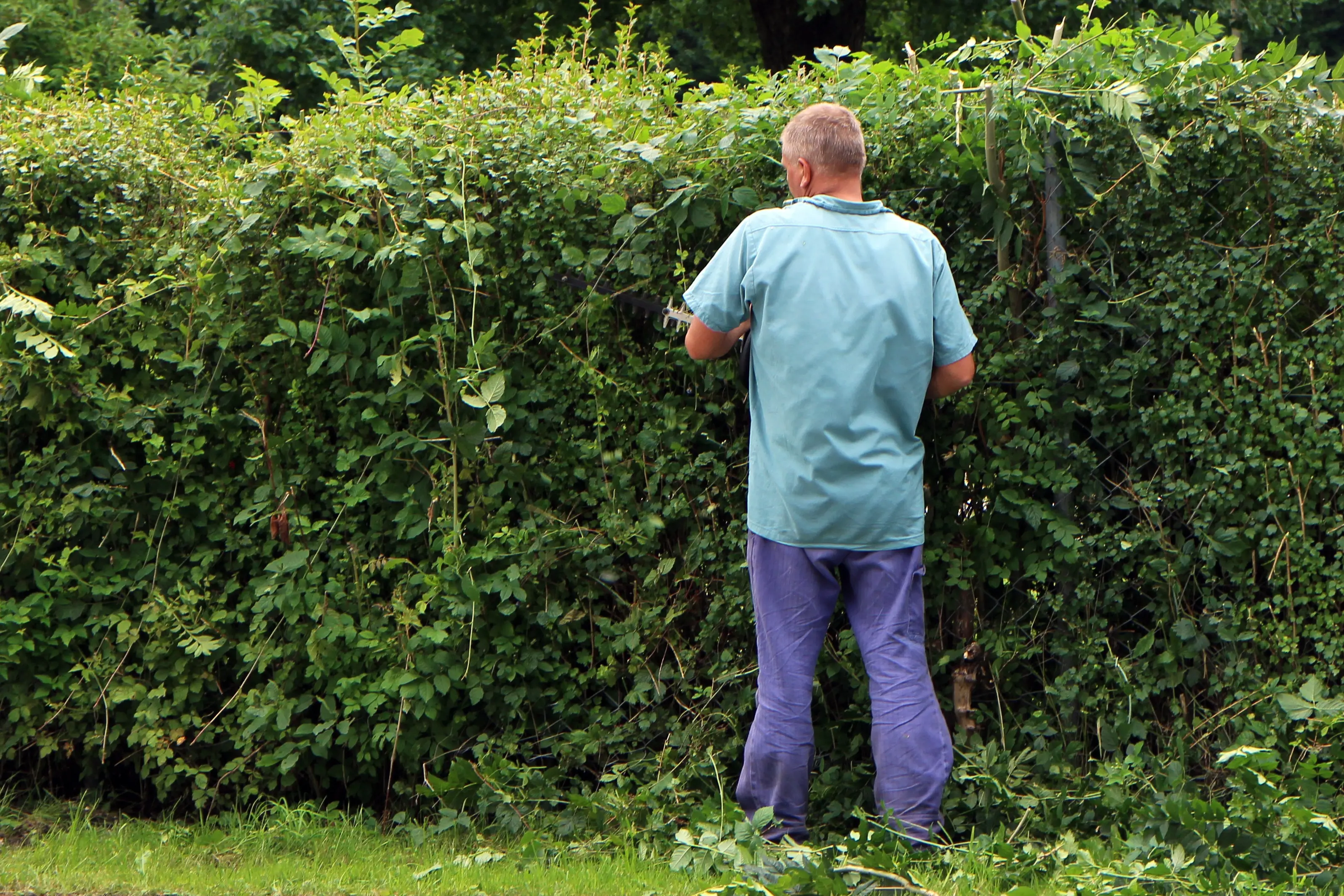 Gratis ophaalservice snoeihout, takken en blad
