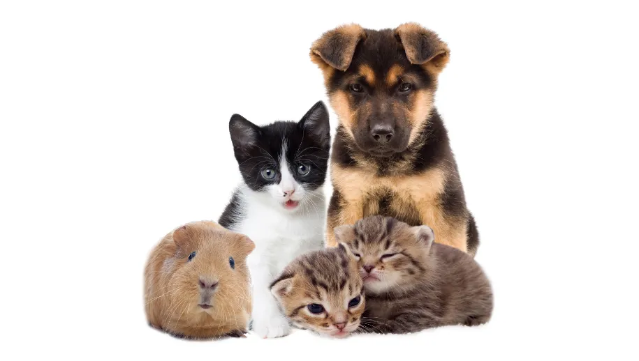Gemeente Harderwijk begaan met haar dieren
