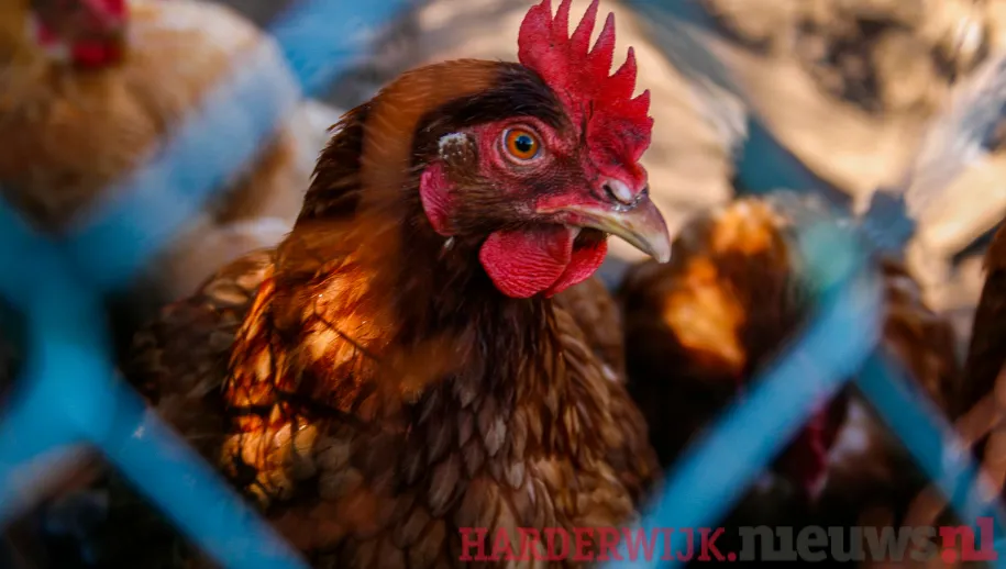 Afschermplicht hobbyvogels en kippen vanwege vogelgriep H5