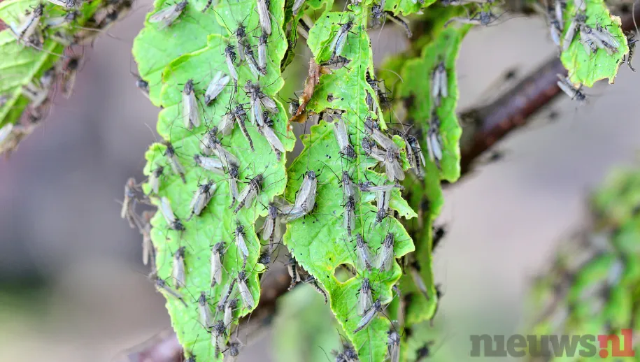 Ideale weeromstandigheden voor voortplanting muggen