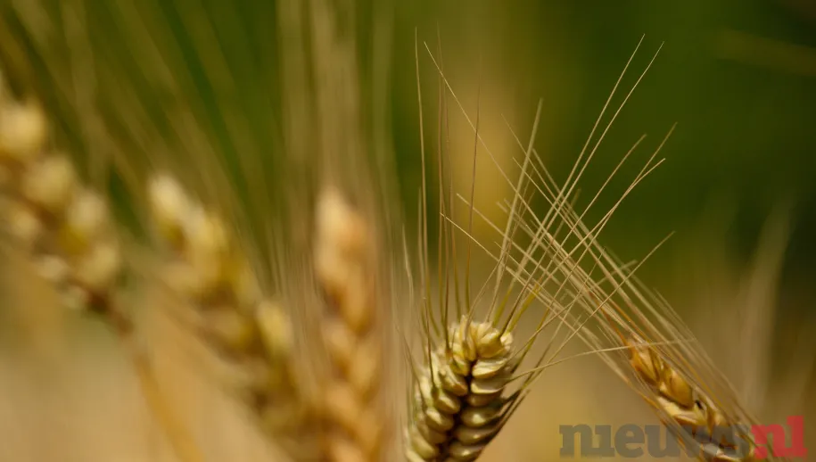 Grasaren, dit kan u en uw huisdier veel leed besparen