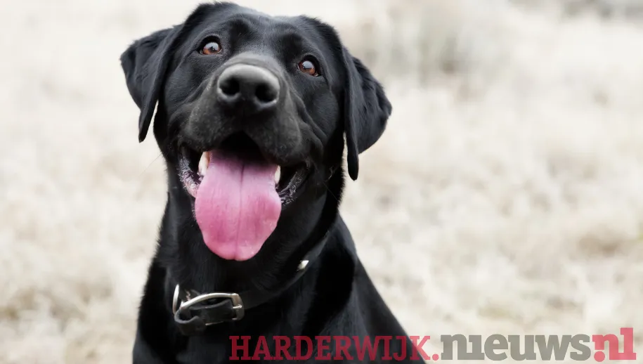 Honden in Harderwijk en Hierden 2024