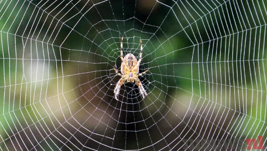 Herfstalarm: Dikke spinnen in aantocht!