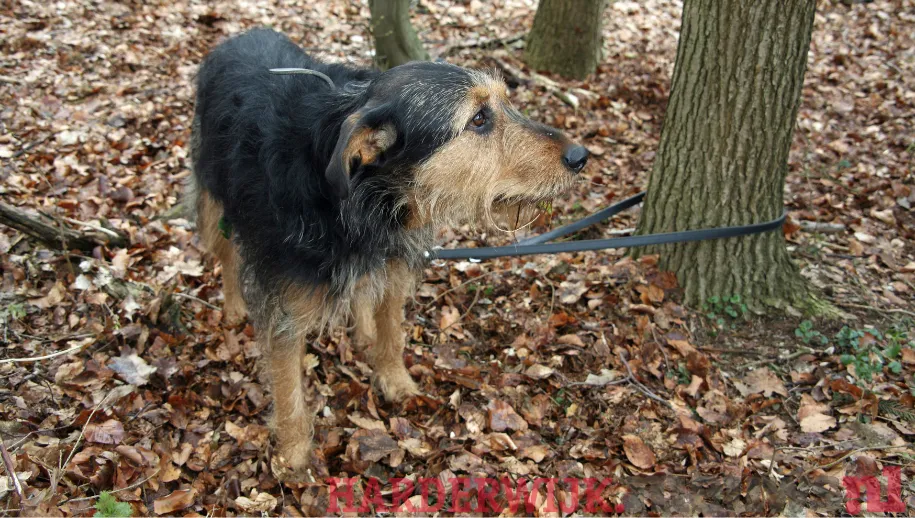 Toename in het dumpen van huisdieren in Harderwijk en Hierden baart zorgen