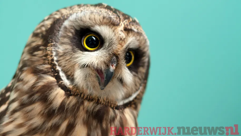 Wintertijd dus een uur de klok terug