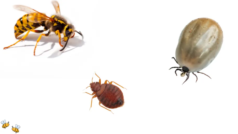 Experts waarschuwen: Zomer vol ongedierte!