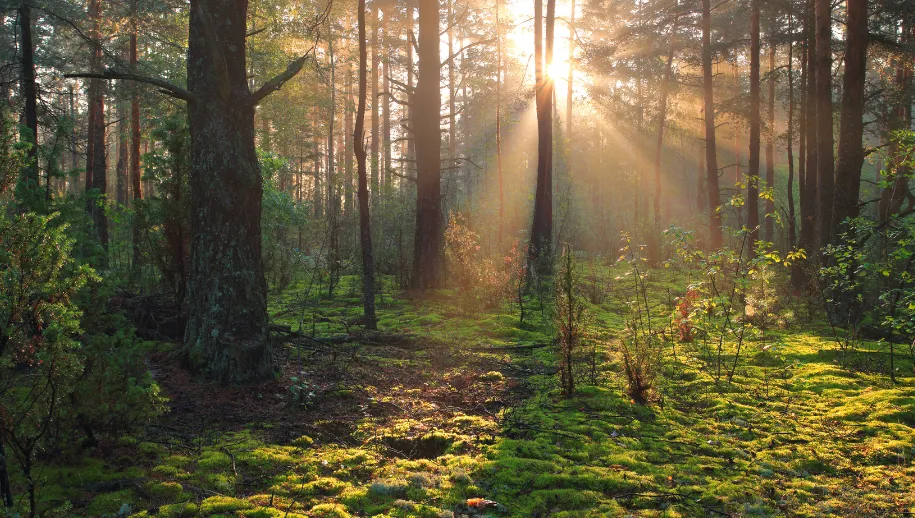 IVN brengt de natuur dichtbij in onze regio