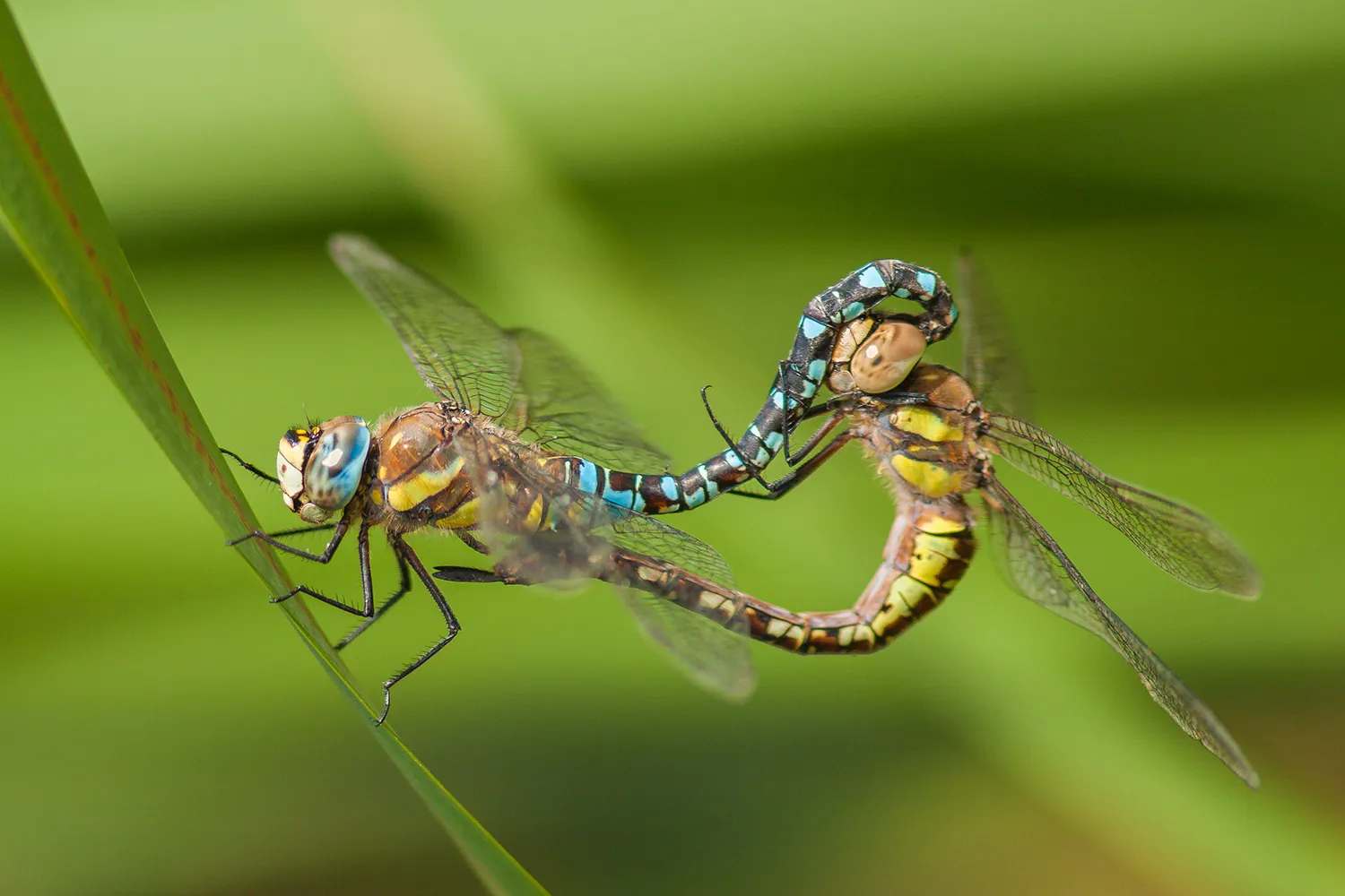 bas meelker macro 1