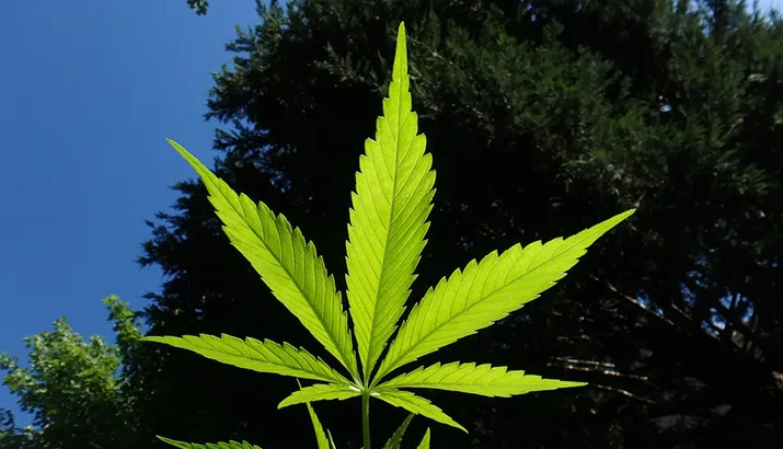 cannabis 1382955 960 720 pixabay banner