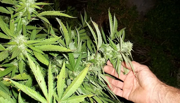 cannabis 364565 banner