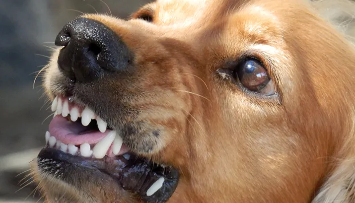 dog 329280 banner