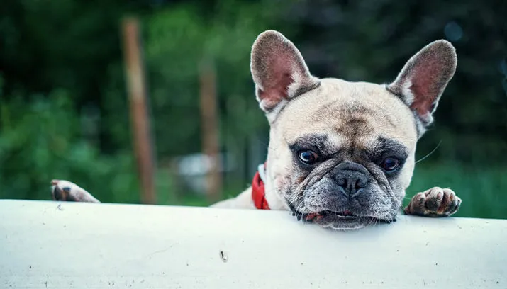 french bulldog 1482614 960 720 pixabay 715x408
