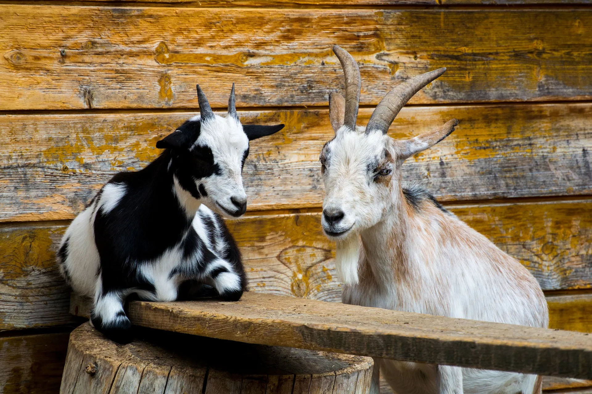 goat 2370627 1920
