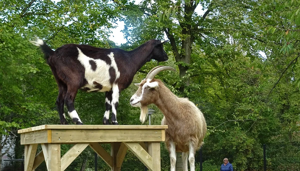 klimtoestel 3 bewerkt